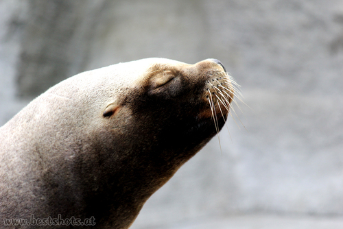 M�hnenrobbe beim Sonnenbad