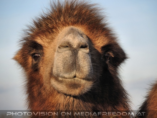 Advent im Schloss 24