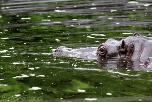 Flusspferd im Wasser