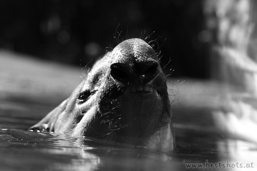 Flachlandtapir (Tapirus terrestris)
