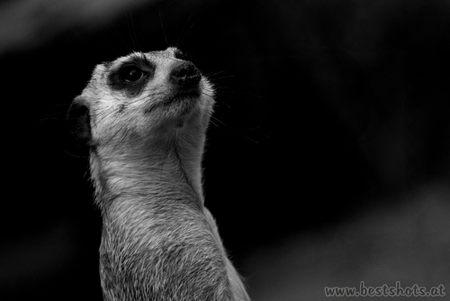 Erdm�nnchen h�lt Wache