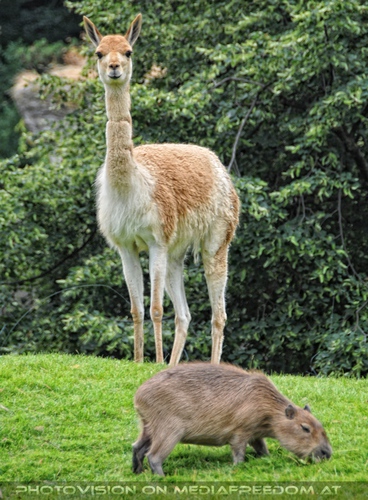Alpaka und Wasserschwein
