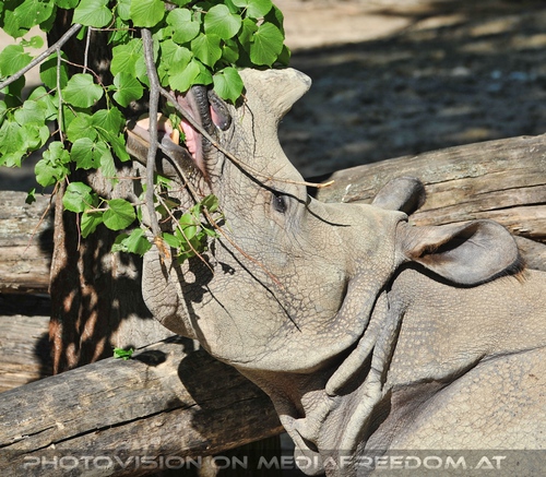 Baumpfl�cker Nashorn