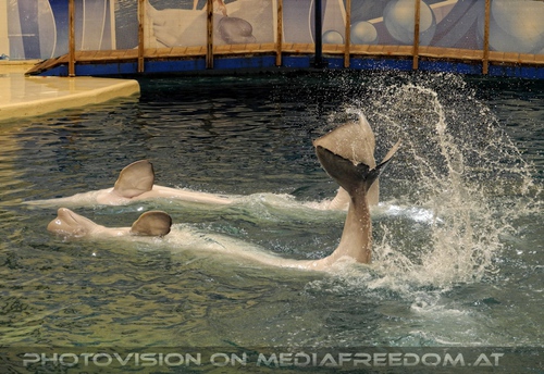 Beluga Whale Show 14