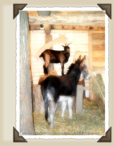 Krippe - Ziege und Esel
