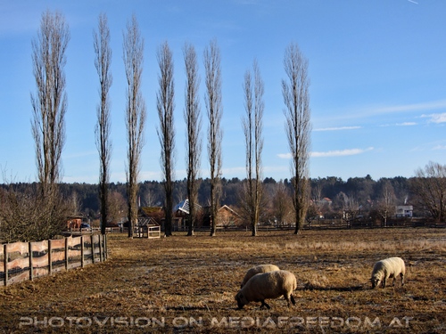 Schaaf Weide vor der Therme