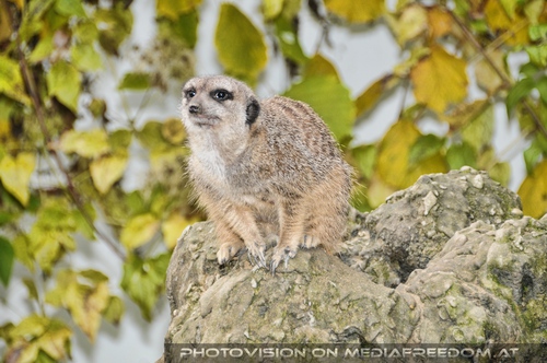 Erdm�nnchen auf dem Sprung