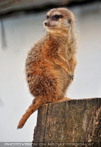 Erdm�nnchen Aussicht