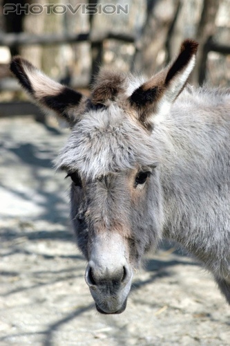 Und er ist intelligent!