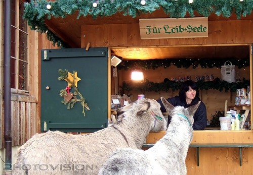 F�r Leib und Seele: Esel