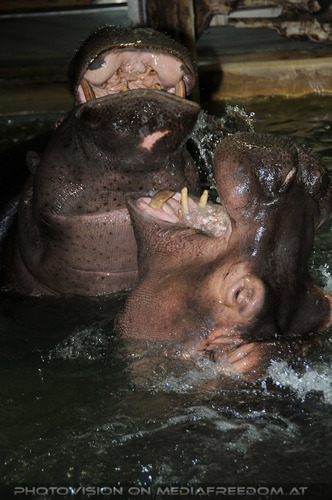 Wasserspiel: Flusspferde