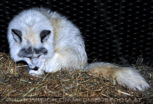 Patenweihnacht 98: Fuchs 