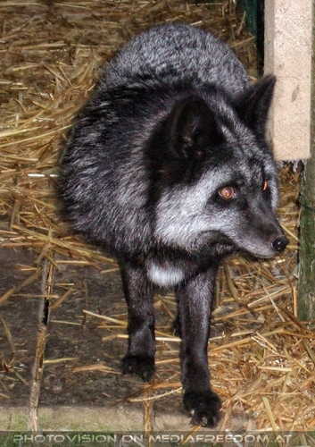 Die Tierretter von Aiderbichl 44