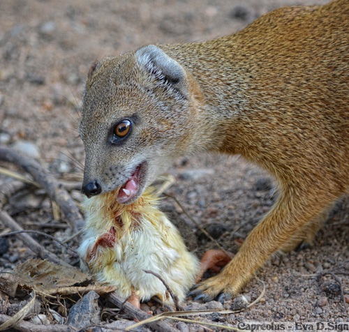 Fr�hst�ckchen !: Fuchsmanguste