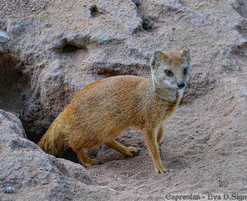 Guten Morgen !: Fuchsmanguste