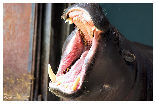 G�hnendes Zwergflusspferd