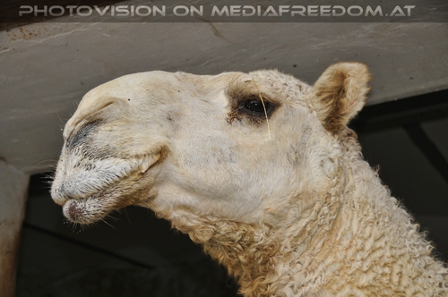 Portrait vom weissen Kamel