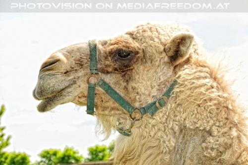 Wei�es Dromedar Portrait