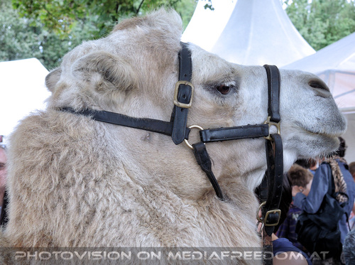 Afrikanischer Bazar 20: Kamel  