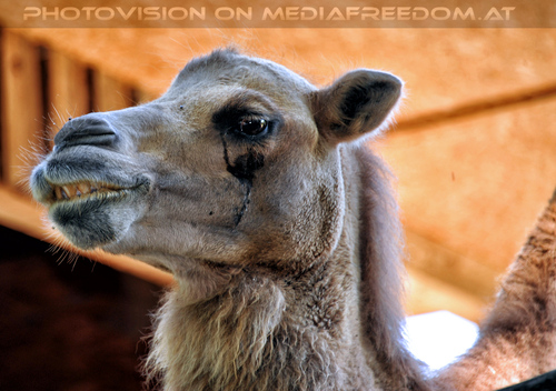 Kamel Familie 2
