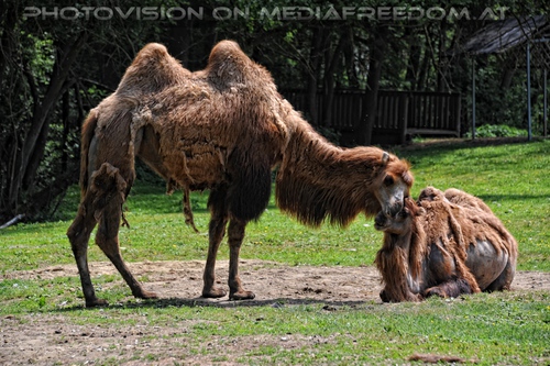 Kamel Z�rtlichkeit