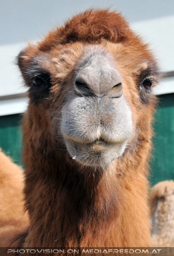 Ich schau dich an, du bist so wundersch�n...