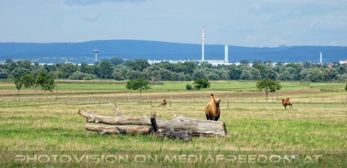 Kamele auf weiter Flur