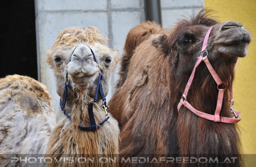 Kamele - Nach der Vorstellung
