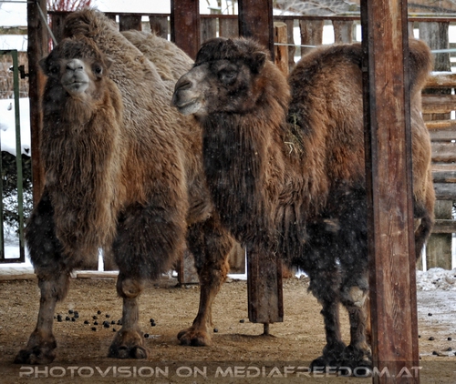 Winter dream - Pix 105