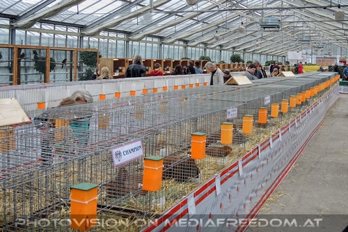 Kleintierschau 02
