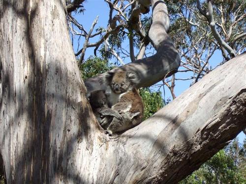 Koalas