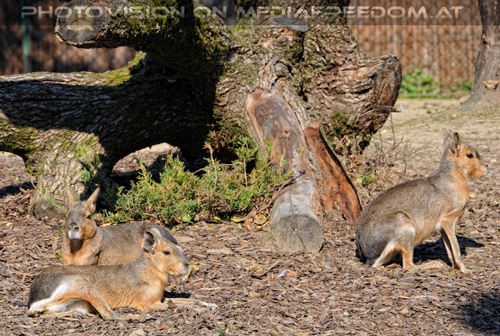 Linzer Tiergarten 31