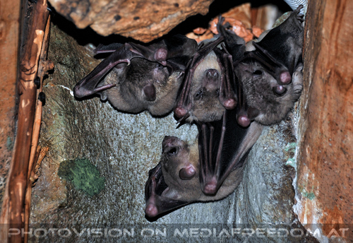 Tropenhaus 06: Nil-Flughunde