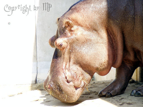 Happy Hippo