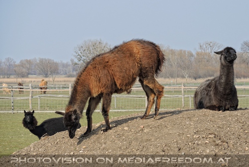 Alapak und Lamas