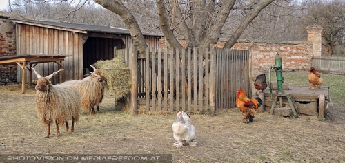 Tiere am Bauernhof