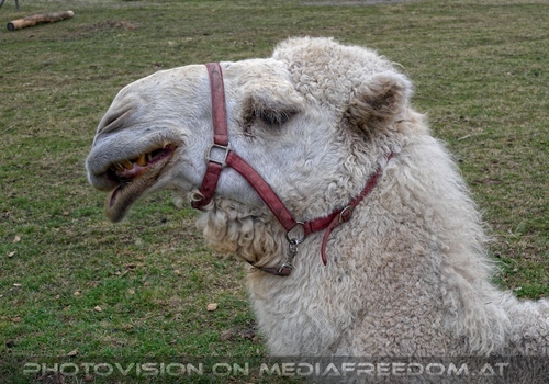 Wei�es Dromedar 5