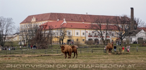 Kamele vor dem Schloss