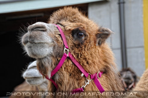 Hochzeit des Sultan 10