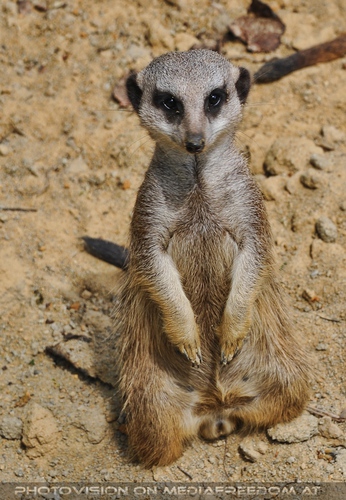 Pfiffiges Erdm�nnchen