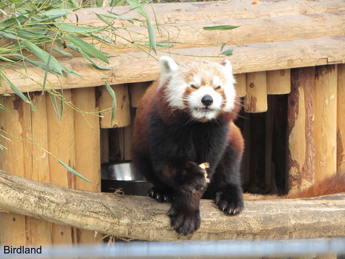 Roter Panda: Roter Panda