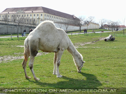 Edles wei�es Dromedar
