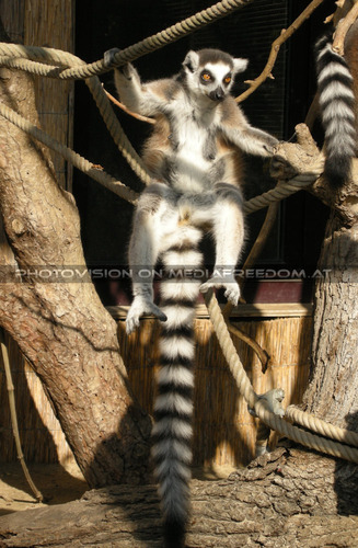 Cooler Schwanz, was?