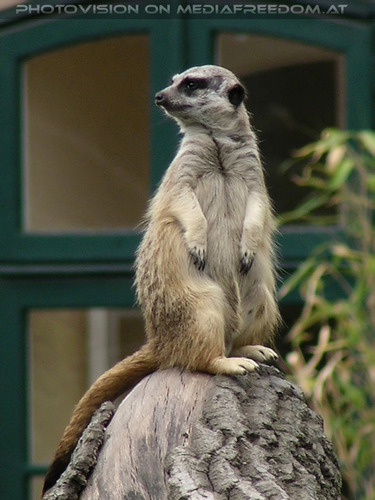 Erdm�nnchen Ausguck