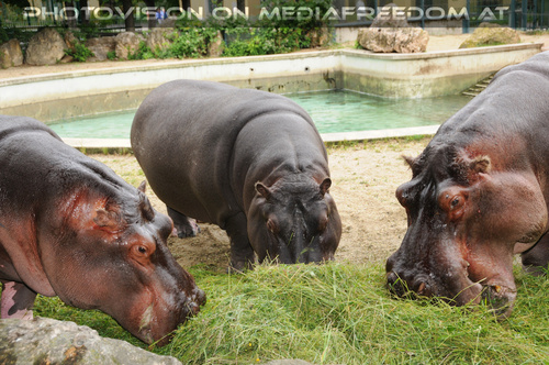 Gewaltiges Flusspferd Trio