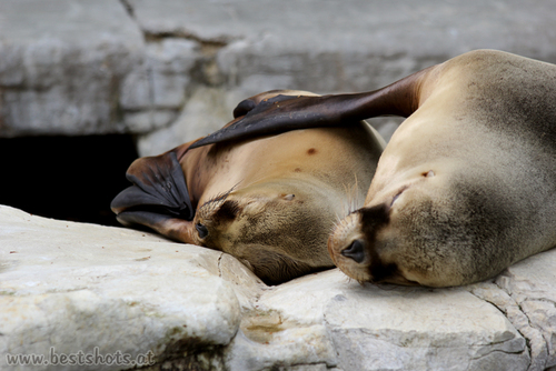 M�hnenrobben Geborgenheit