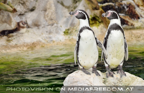 Pinguinp�rchen weise