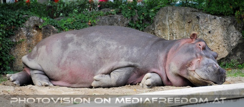 Flusspferd schl�ft fast