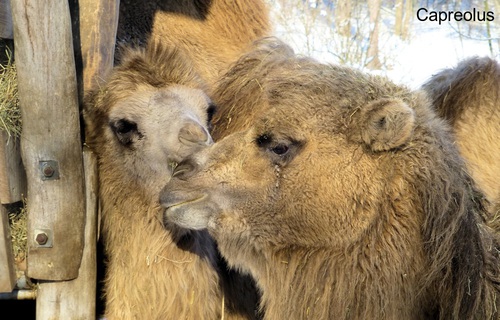 Mutterinstinkt: Trampeltiere