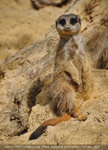 Waches Erdm�nnchen